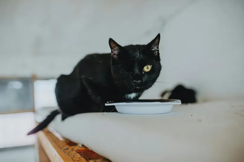食事をする猫