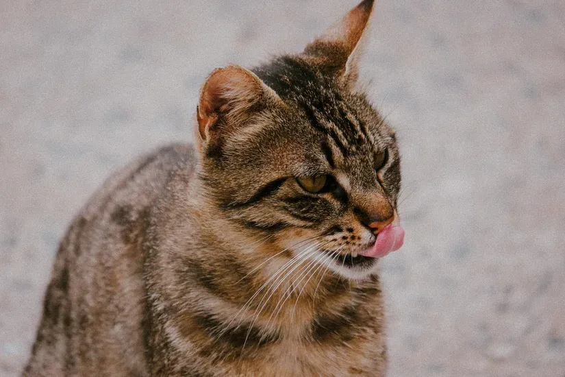 後ろ足を舐める猫