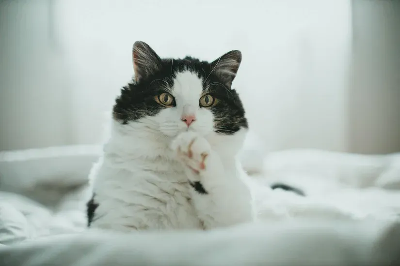 毛づくろいをする猫