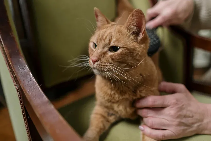 ブラッシングされる猫