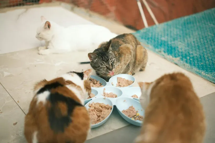 食事をする猫