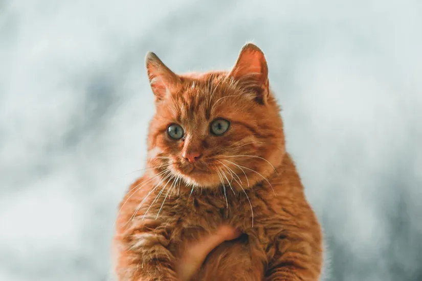 飼い主に抱かれる高齢猫