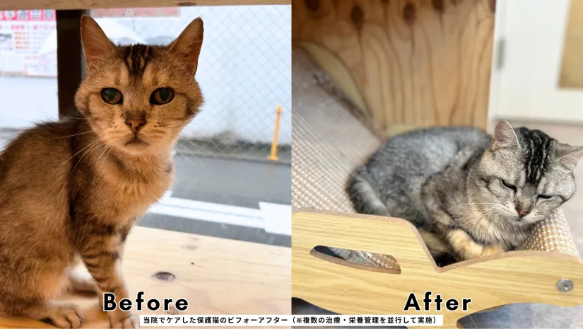 当院でケアした保護猫のビフォーアフター