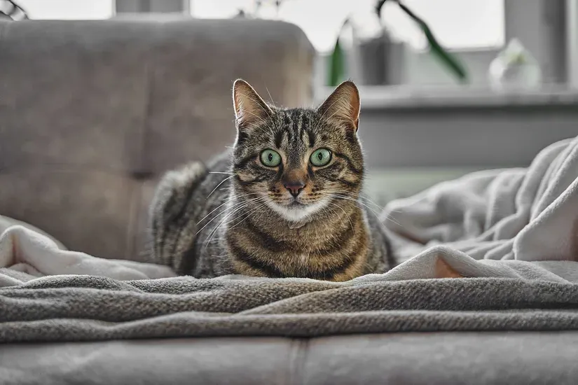 リラックスしている猫
