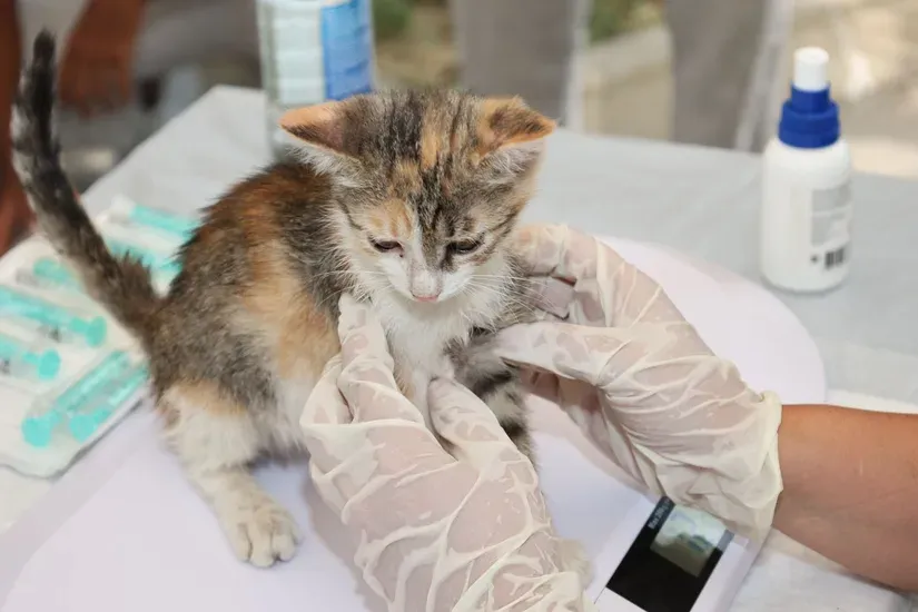 口元が気になる猫の様子