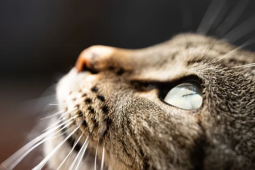 目元をアップで写した猫