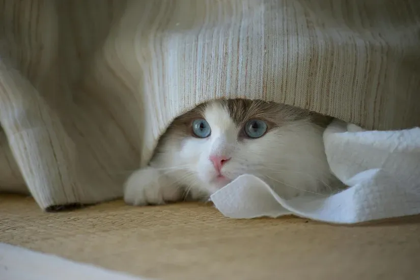 ベッドの下に隠れる猫