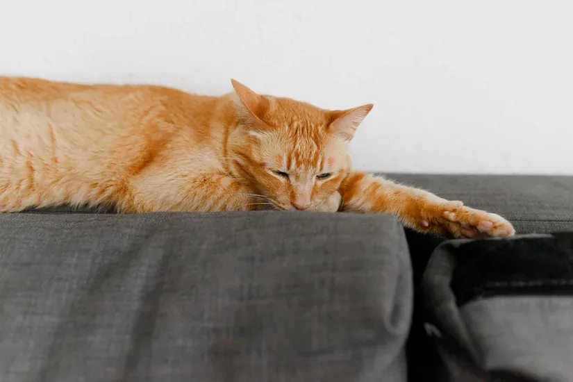 ソファの近くでくつろぐ猫