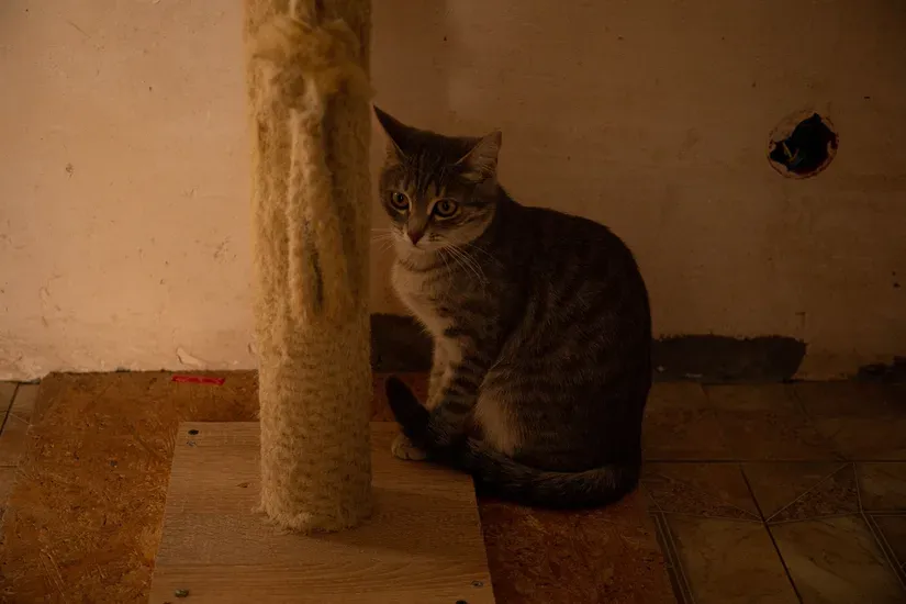 爪とぎ器で爪をとぐ猫