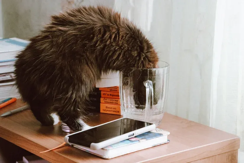 水飲み場で水を飲む猫