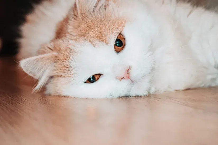 床でぐったり横になる猫