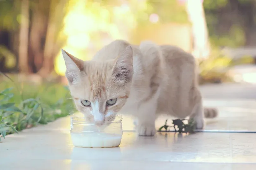 水を飲む猫