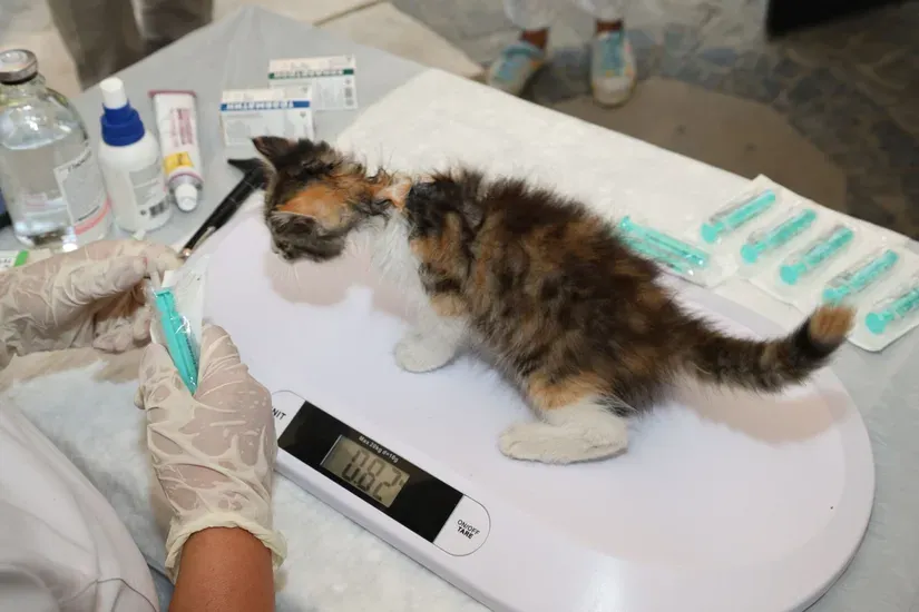動物病院で診察を受ける猫