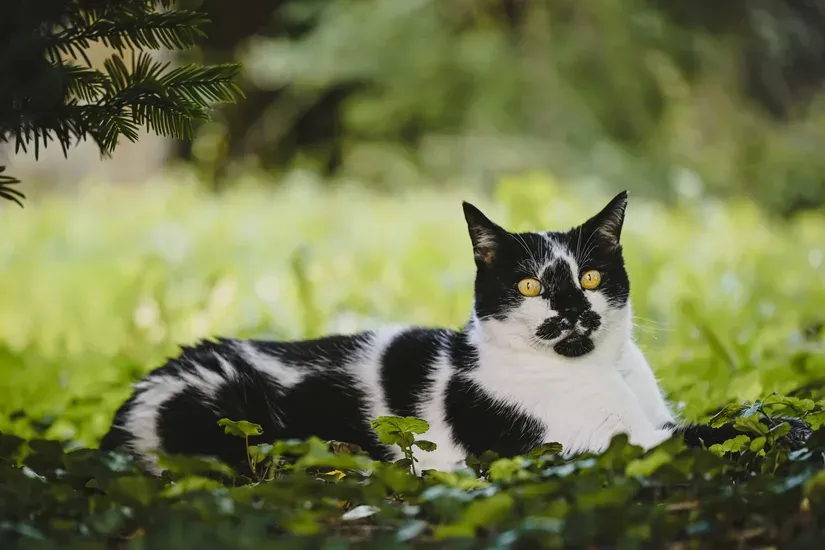 草むらを歩く猫