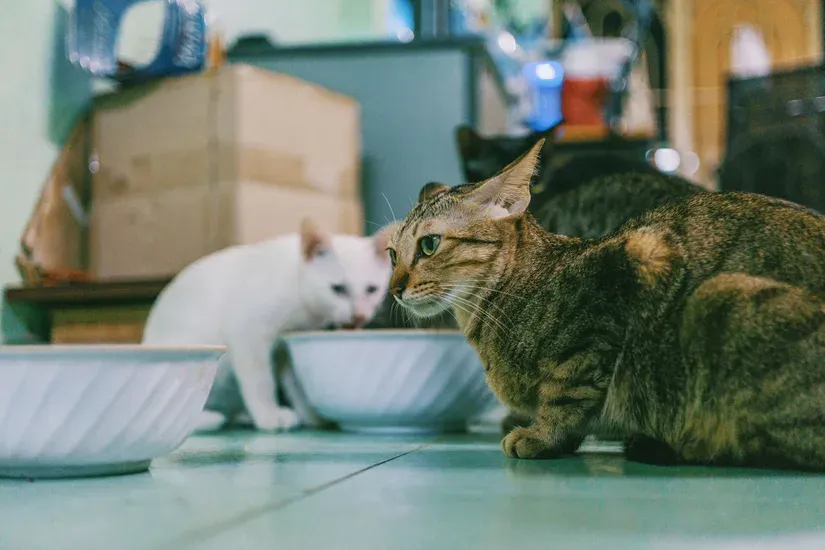 水を飲む猫