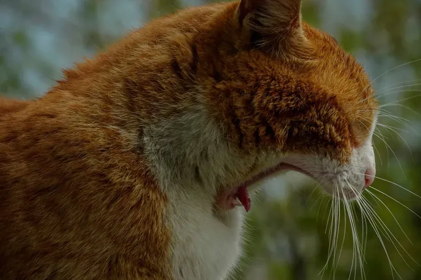 口を大きく開けている茶トラの猫
