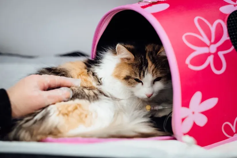 キャリーの中で過ごす新入り子猫