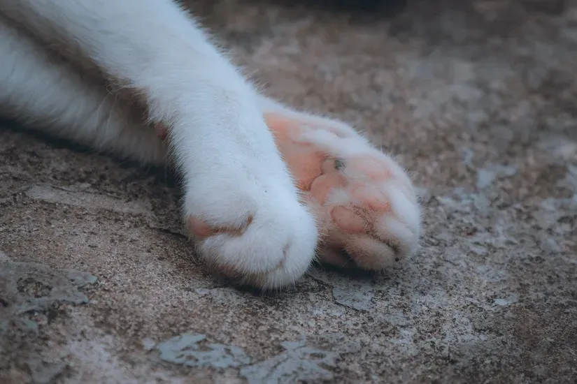 猫の爪のクローズアップ