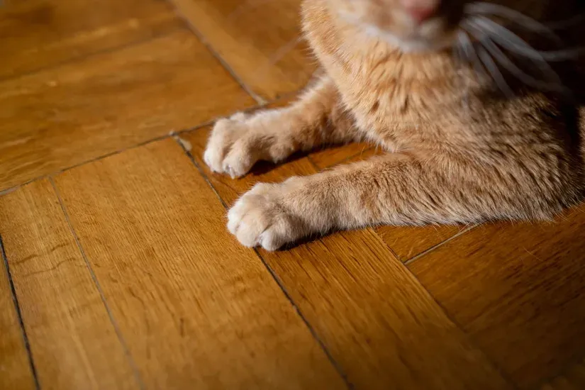 肉球を見せてくつろぐ猫