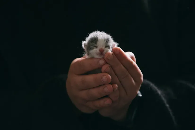 毛布にくるまれた小さな子猫