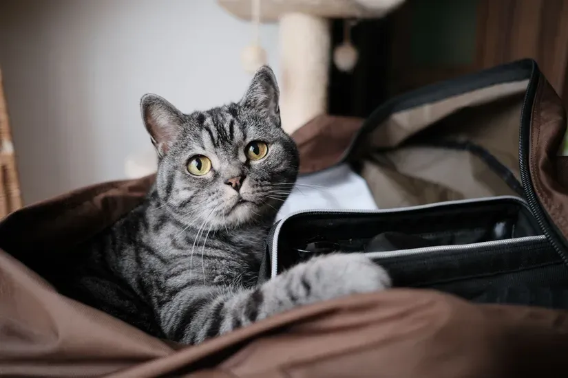 キャリーの中で休む猫