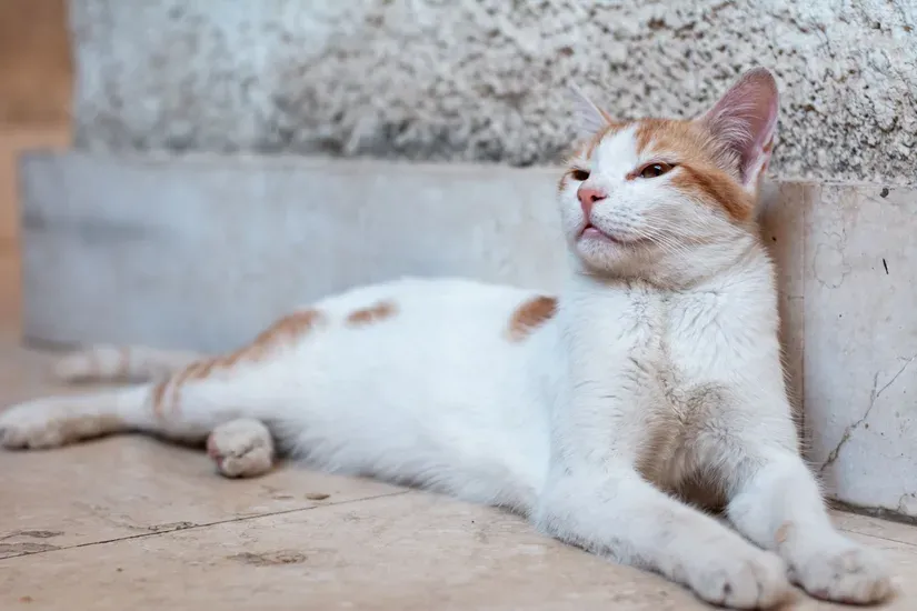床でしっぽを揺らす猫