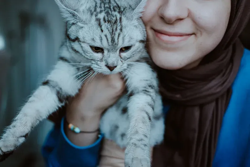 飼い主になでられる猫