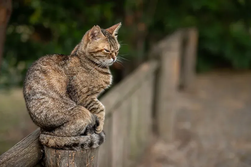 しっぽを立てて振る猫