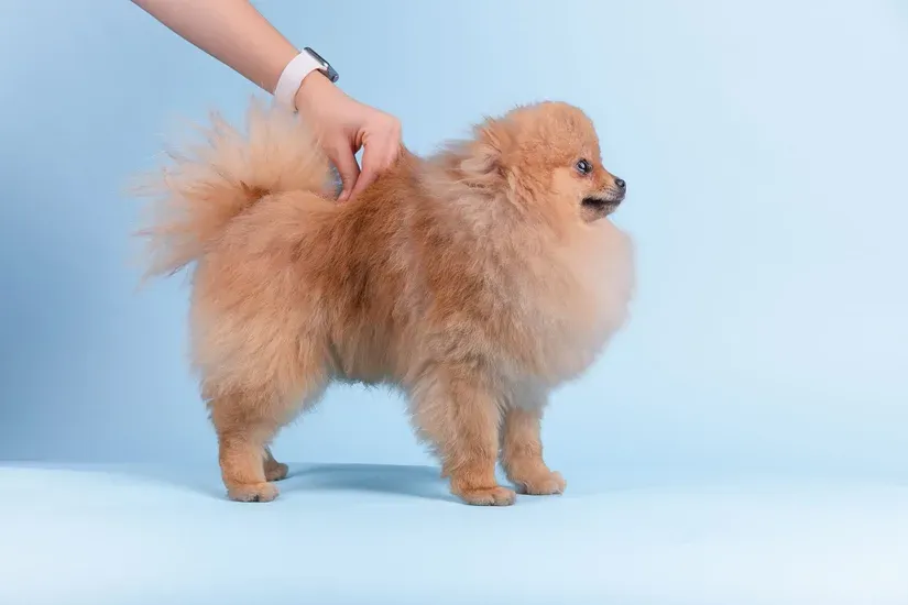 ドライヤーで乾かされる犬