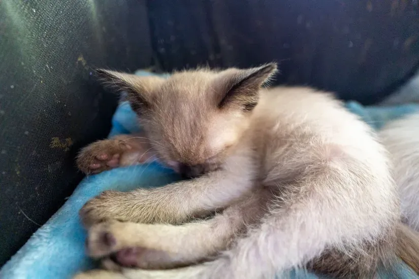 やわらかい毛布の上で眠る若い猫
