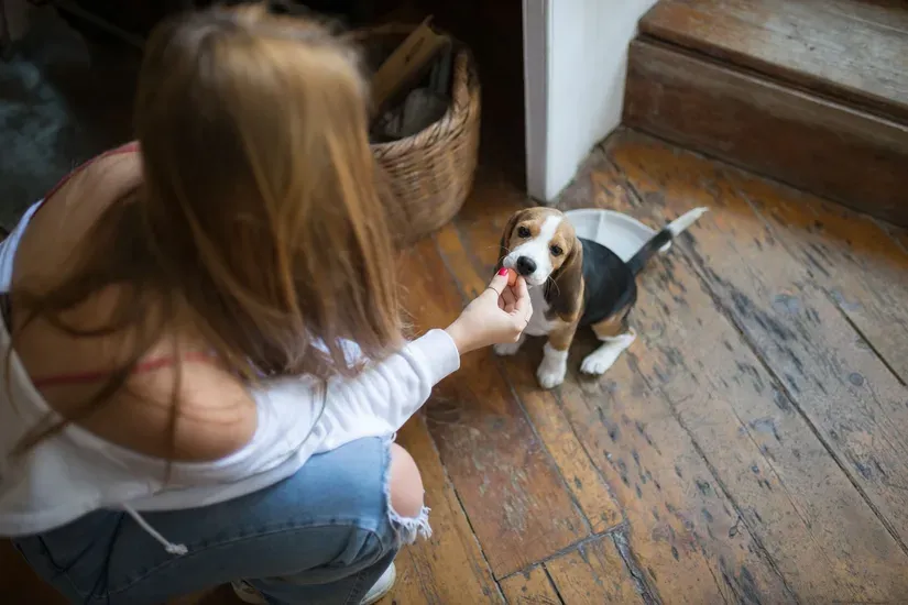 家で水を飲む犬