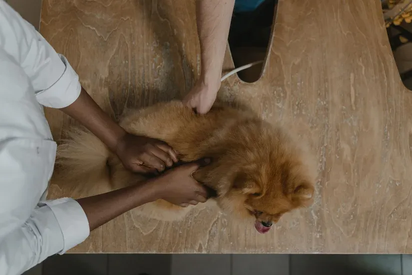 動物病院で血液検査を受ける犬