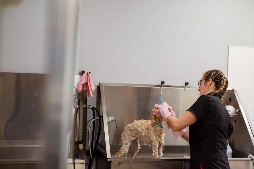 トリミング中の犬