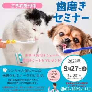 歯磨きセミナー開催✨🦷のサムネイル