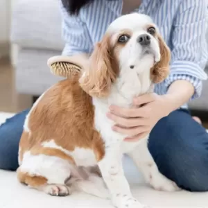 犬がかかりやすい皮膚病について解説！症状や種類、治療法までご紹介のサムネイル