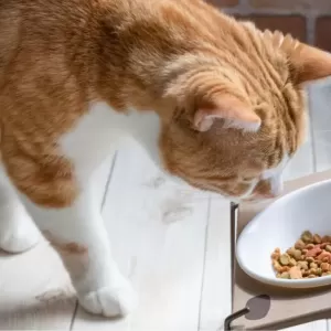 猫がご飯を食べないのはなぜ？考えられる5つの原因とおすすめの対処法をご紹介のサムネイル