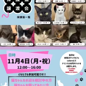 保護猫の譲渡会を開催します🐱のサムネイル