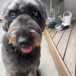 あんこ日記🐶🐱のサムネイル