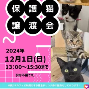 保護猫譲渡会開催します🐈のサムネイル