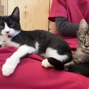 保護猫日記🐱のサムネイル