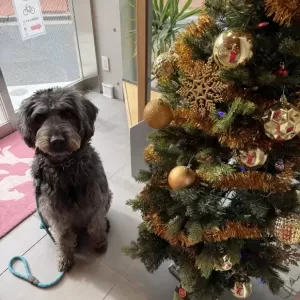 あんこ日記🐶のサムネイル