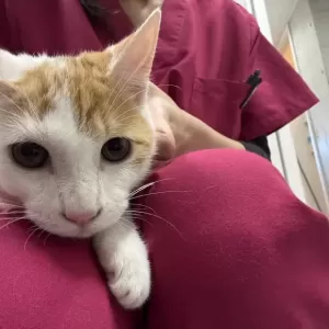 保護猫日記🐱のサムネイル