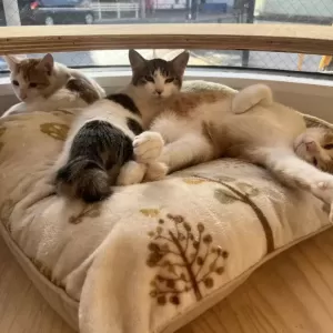 保護猫日記🐱のサムネイル
