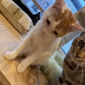 保護猫日記🐱のサムネイル