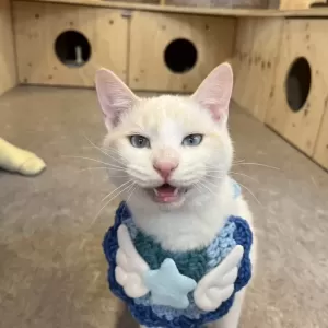 保護猫日記🐱のサムネイル
