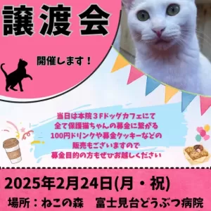 保護猫譲渡会開催のおしらせ🐈のサムネイル