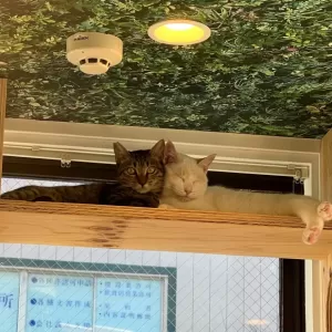 保護猫日記🐱のサムネイル
