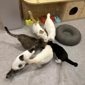 保護猫日記🐱のサムネイル