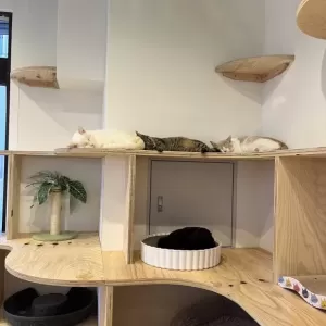 保護猫日記🐱のサムネイル