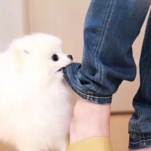 【犬と猫の噛み癖を直す方法】ペットと快適に暮らすためにのサムネイル